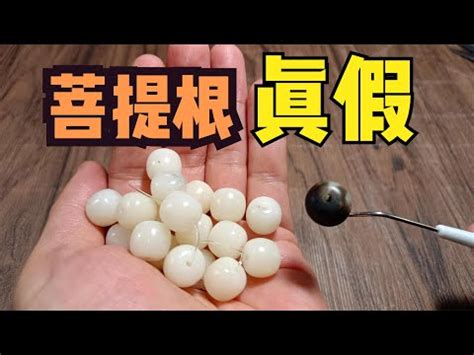 綠菩提功效|神奇綠菩提根5大功效